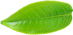 Leaf4