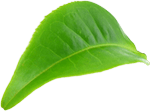 Leaf5